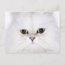 Buscar gato persa blanco postales Gatos