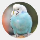 Buscar pájaros azules pegatinas General y unisex