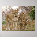 Buscar leona africana posters Vida salvaje