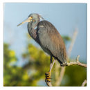 Buscar bird azulejos Avituallamiento