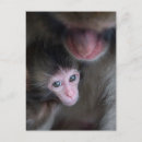 Buscar animales lindos postales Animales en libertad