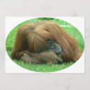 Buscar orangután invitaciones Primate