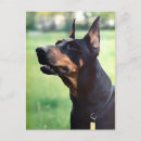 Buscar doberman marrón postales Dobermann
