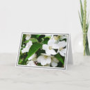 Buscar flores de cerezo blancas tarjetas Para ella