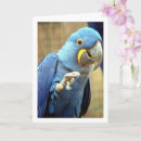 Buscar loro azul tarjetas Animal