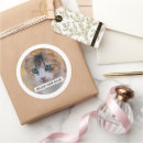 Buscar foto del gato pegatinas 9 º gata