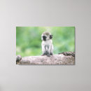 Buscar mono lindo lienzos Fauna