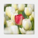 Buscar tulipanes blancos imanes Flor