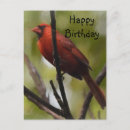 Buscar septentrional postales Cardenales