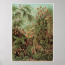 Buscar musgo posters Haeckel