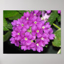 Buscar verbena arte Naturaleza