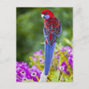 Buscar rosella postales Aves