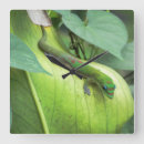 Buscar gecko relojes de pared Naturaleza