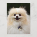 Buscar pomeranian postales Perro de pomerania enano