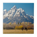 Buscar cabeza de caballo azulejos Danita delimont