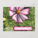 Buscar cosmo rosado tarjetas Para todos