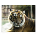 Buscar bengala fotografía Tigres