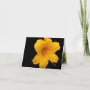 Buscar lirios de día tarjetas Flores