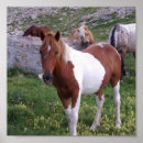 Buscar caballos indios posters Pintura