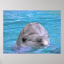 Buscar bottlenose posters Océano
