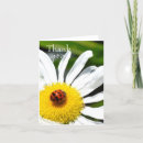 Buscar mariquitas tarjetas Fotografía