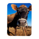 Buscar vaca lechera imanes Ganado