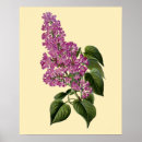 Buscar lilas posters Floral