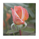 Buscar imágenes de rosas azulejos Para ella