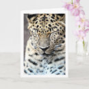 Buscar cerrado tarjetas Animal