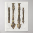 Buscar columna espinal Anatomía