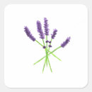Buscar olor pegatinas Lavanda