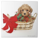 Buscar caniche azulejos Animal