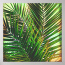 Buscar palmeras posters Naturaleza