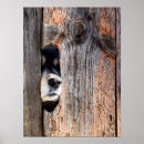 Buscar nariz de perro posters Cachorro