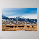 Buscar bisonte americano posters Paisaje