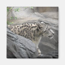 Buscar leopardo imanes Gran gato