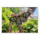 Buscar mariposa blanca negra rosada Naturaleza