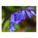 Buscar arándano fotografía Flores silvestres