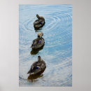 Buscar patos marrones posters Aves acuáticas