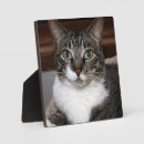 Buscar housecat Animales