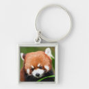 Buscar panda rojo llaveros Vida silvestre