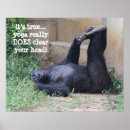 Buscar chimpancé posters Humor