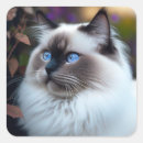 Buscar del ragdoll Ragú
