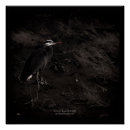 Buscar pluma de pájaro posters Azul