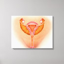 Buscar sexual arte Reproducción