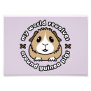 Buscar cavy posters Cavies
