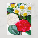 Buscar plants postales Floral