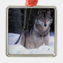Buscar lobo gris adornos Nieve