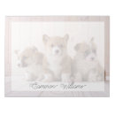 Buscar corgis Canino