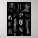 Buscar cerebro humano posters Anatómica